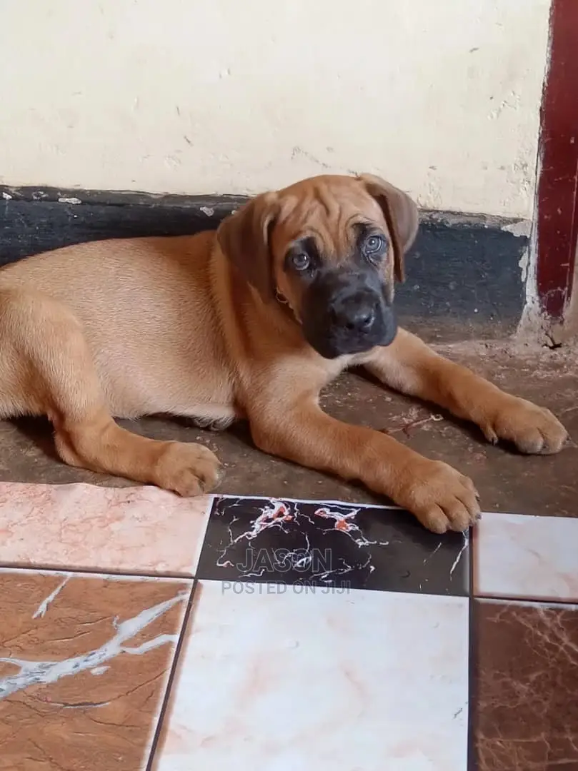 3-6 Months Male Purebred Boerboel