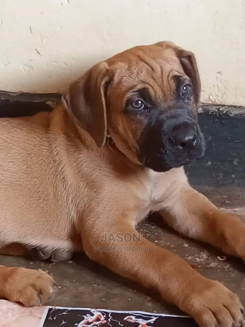 3-6 Months Male Purebred Boerboel