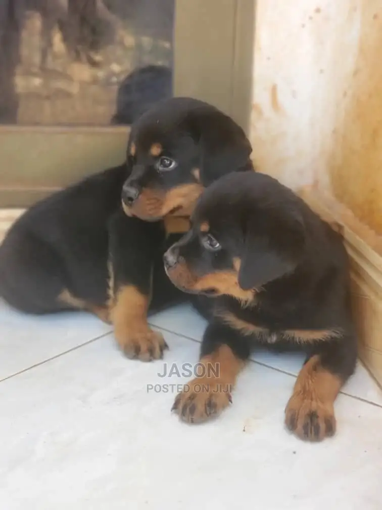 1-3 Months Male Purebred Rottweiler
