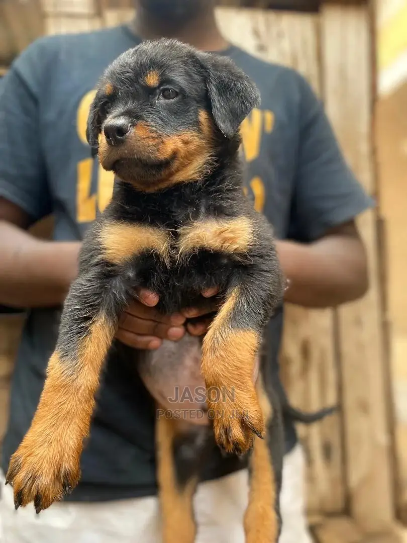 1-3 Months Male Purebred Rottweiler