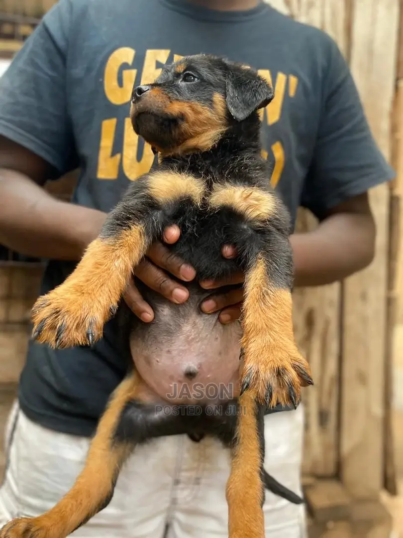 1-3 Months Male Purebred Rottweiler
