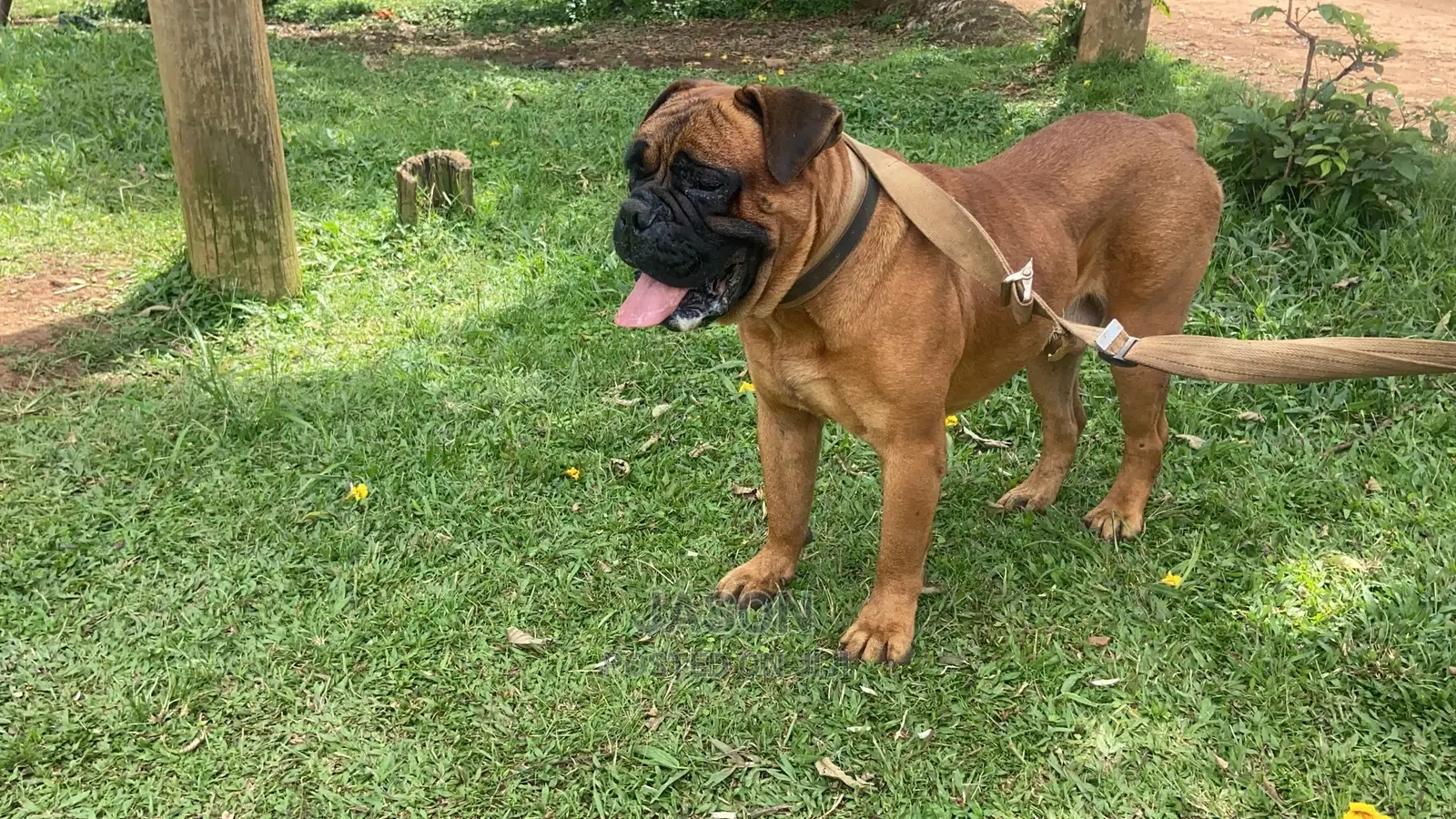 1+ Year Male Purebred Bullmastiff