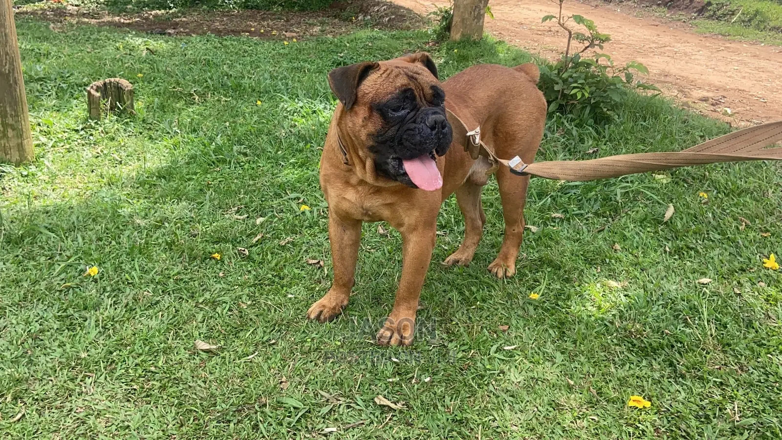 1+ Year Male Purebred Bullmastiff