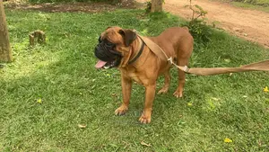 1+ Year Male Purebred Bullmastiff