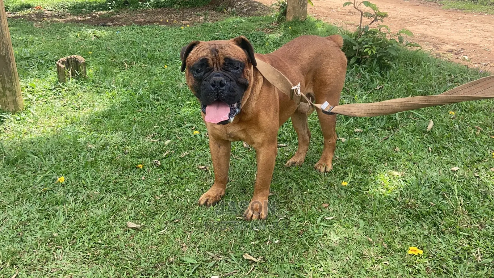 1+ Year Male Purebred Bullmastiff