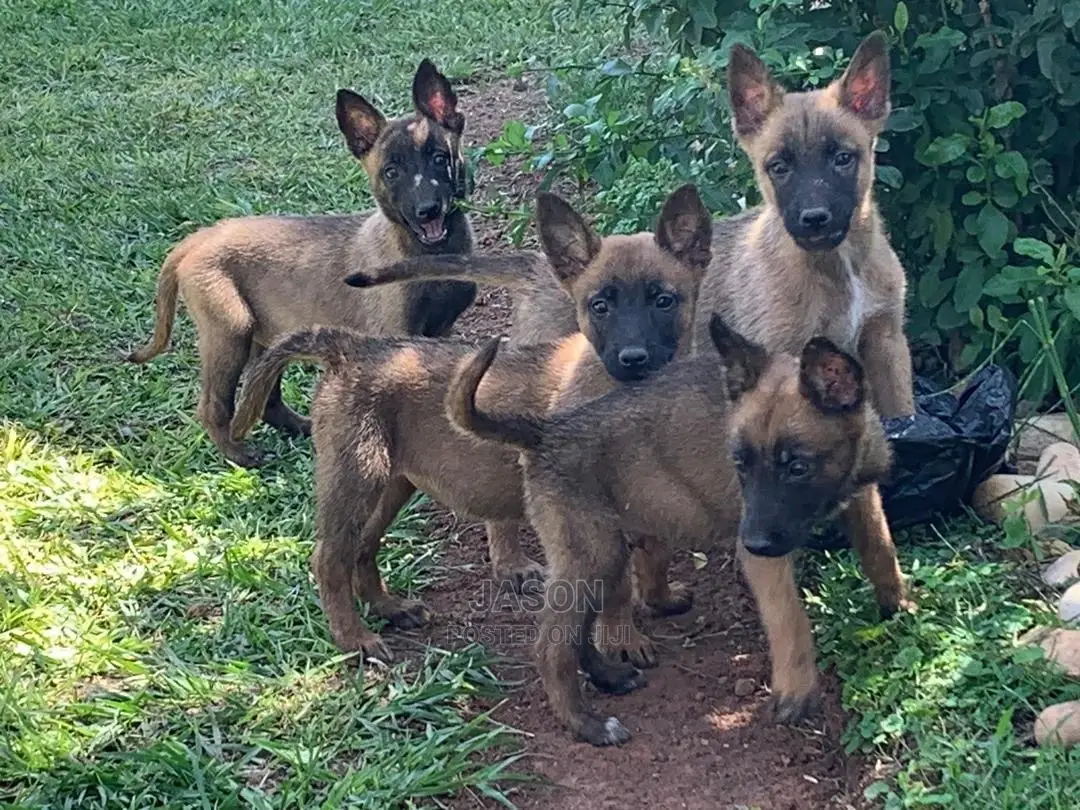 3-6 Months Male Purebred Belgian Malinois