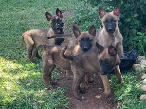 3-6 Months Male Purebred Belgian Malinois