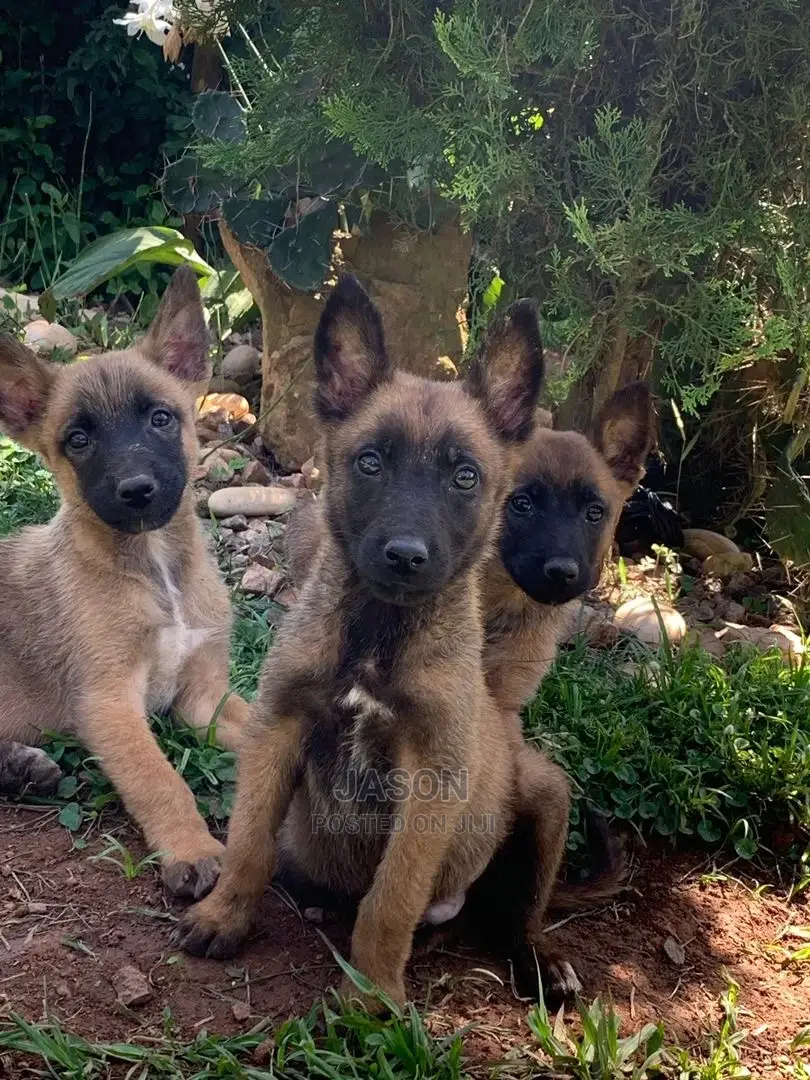 3-6 Months Male Purebred Belgian Malinois