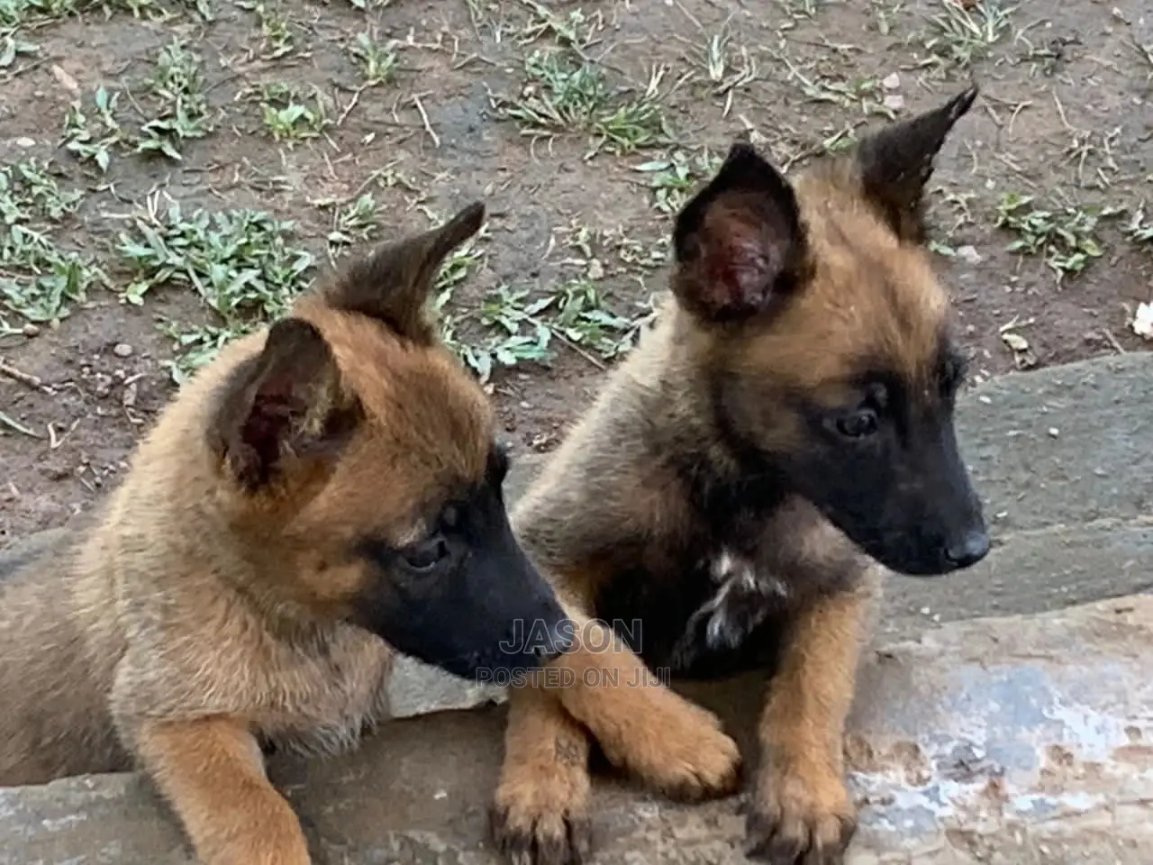 3-6 Months Male Purebred Belgian Malinois