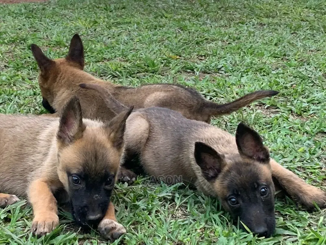 3-6 Months Male Purebred Belgian Malinois