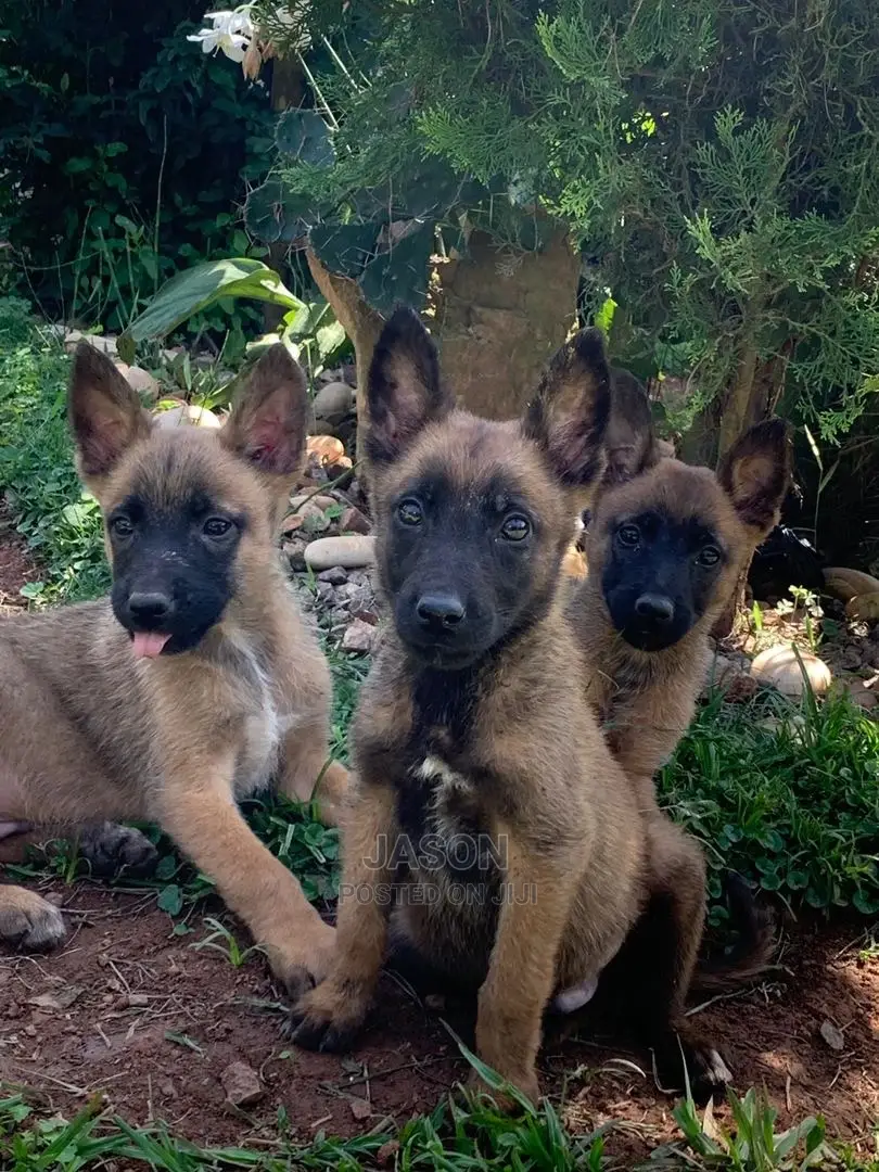 3-6 Months Male Purebred Belgian Malinois