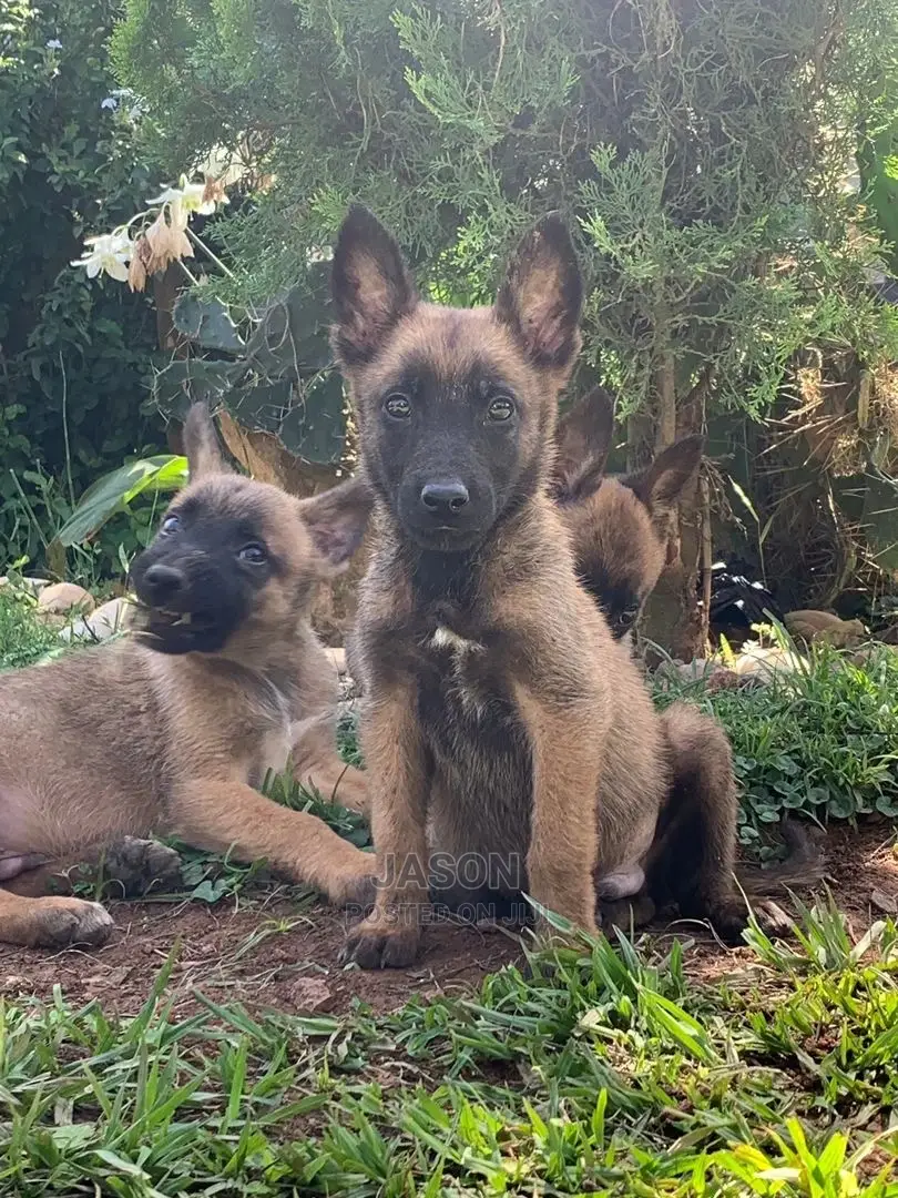 3-6 Months Male Purebred Belgian Malinois
