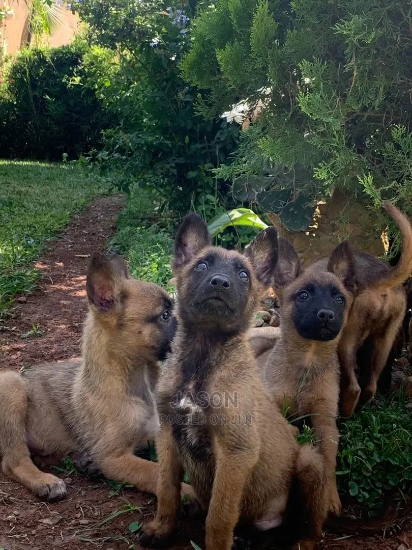 3-6 Months Male Purebred Belgian Malinois