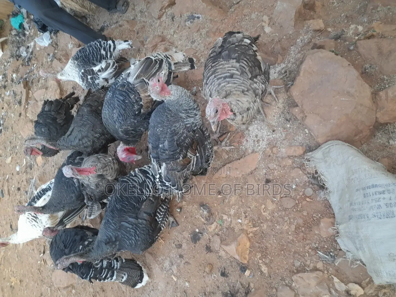6 Months Female Turkeys