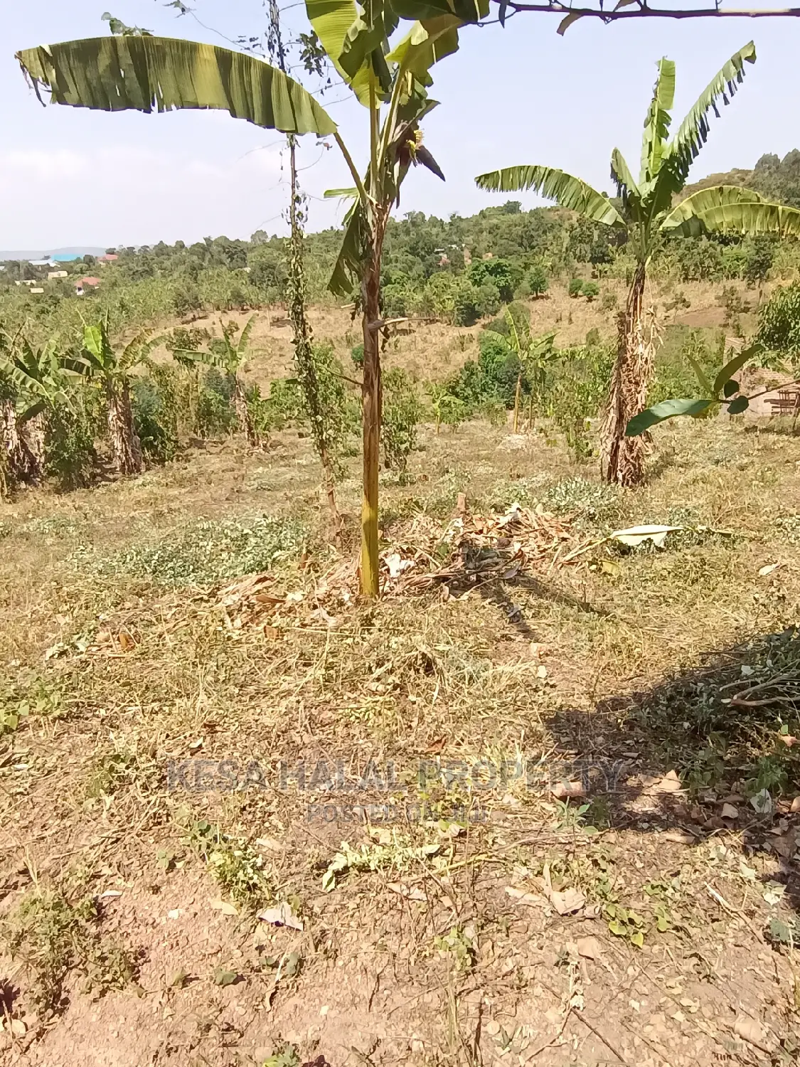 20 Plots 50X100 With Good Town View on Bombo Rd, Kalule T/N
