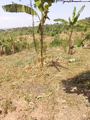 20 Plots 50X100 With Good Town View on Bombo Rd, Kalule T/N