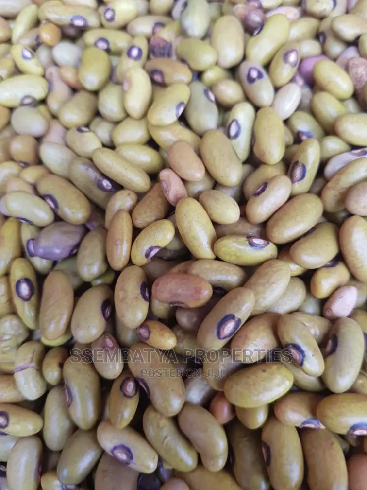 Produce Stores, Beans, Maize, Maize Flour, Sorghum, Peas Etc