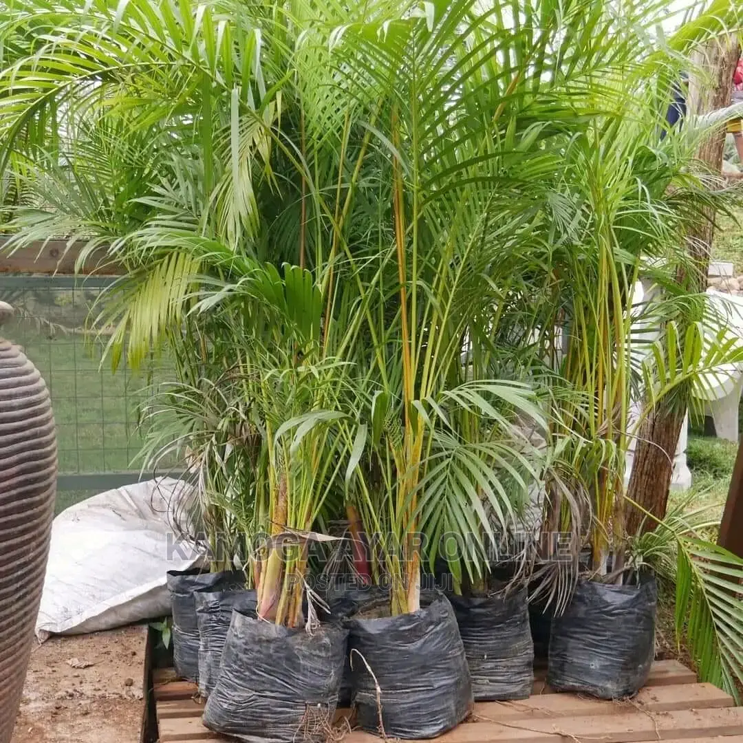 Compound Flowers/Palm Beach Trees