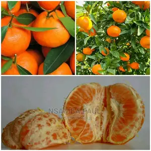 Apple and Orange