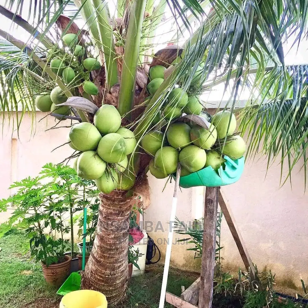 Dwafu Coconut