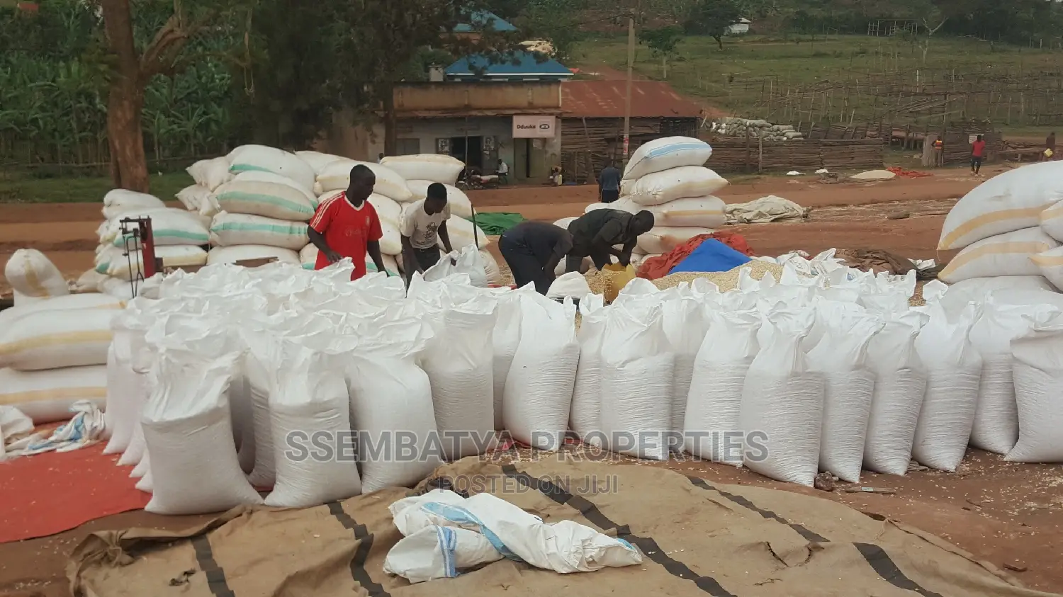 Produce Stores, Beans, Maize, Maize Flour, Sorghum, Peas Etc