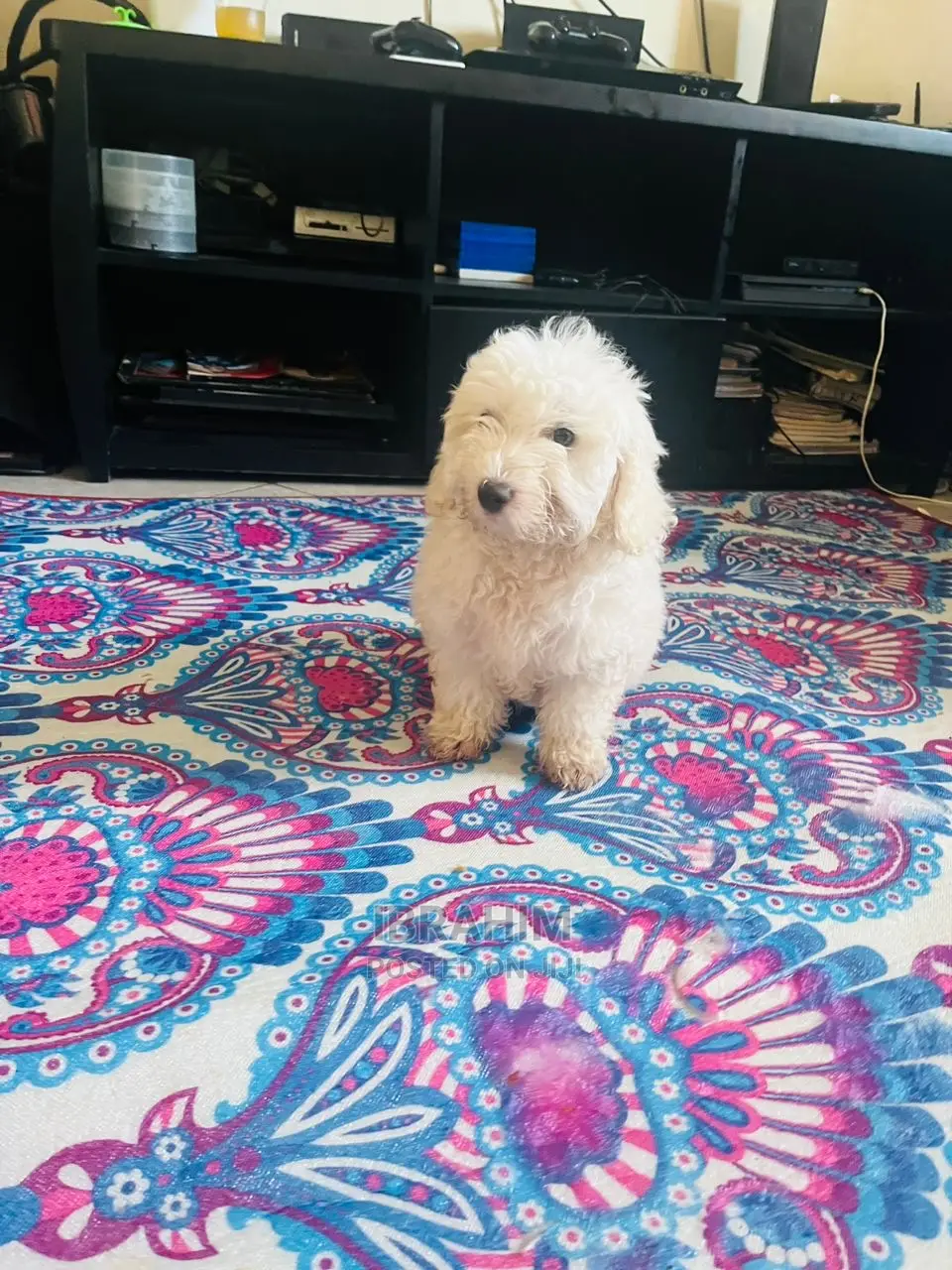 1-3 Months Male Purebred Maltese
