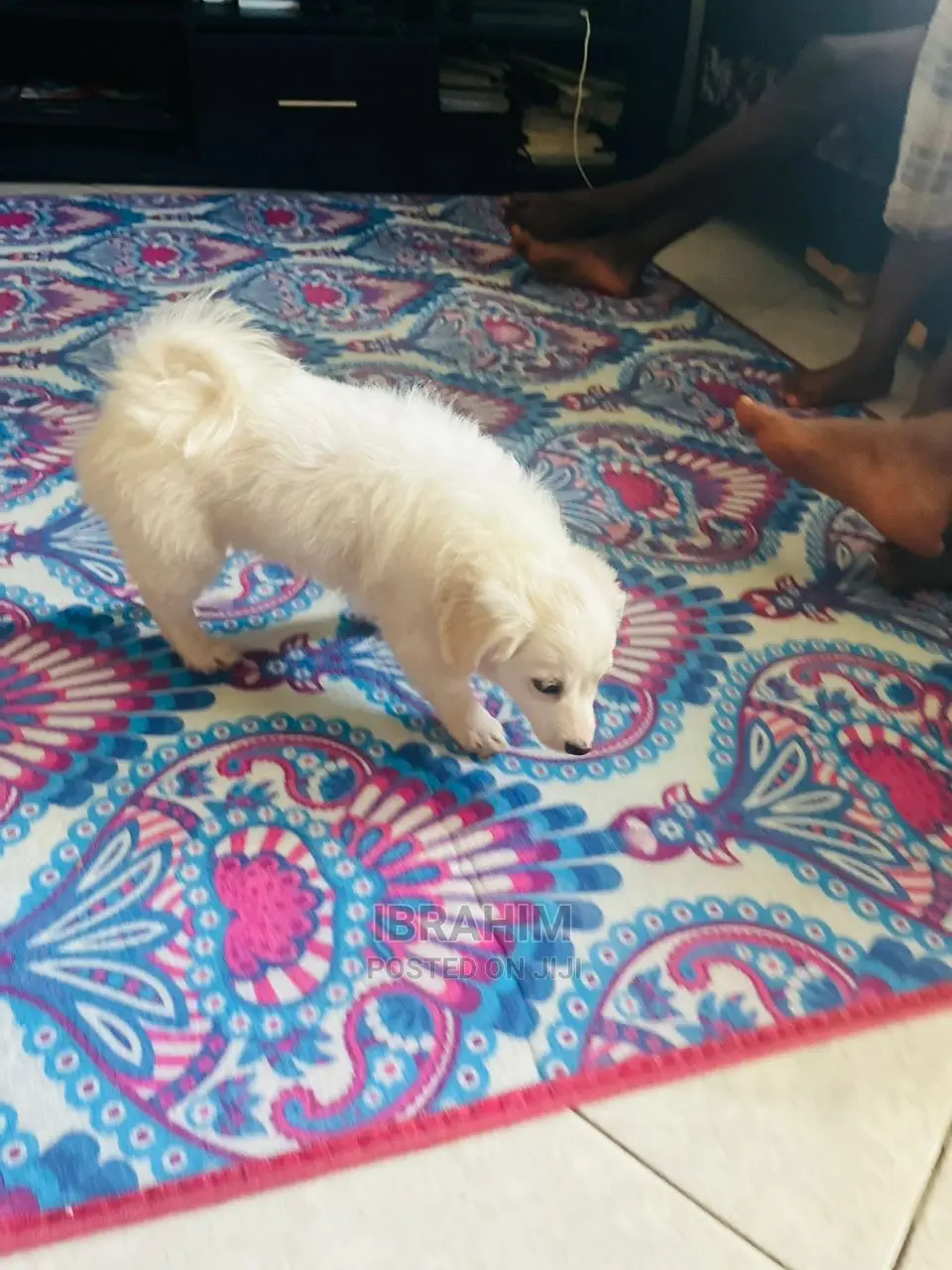 1-3 Months Male Purebred Maltese