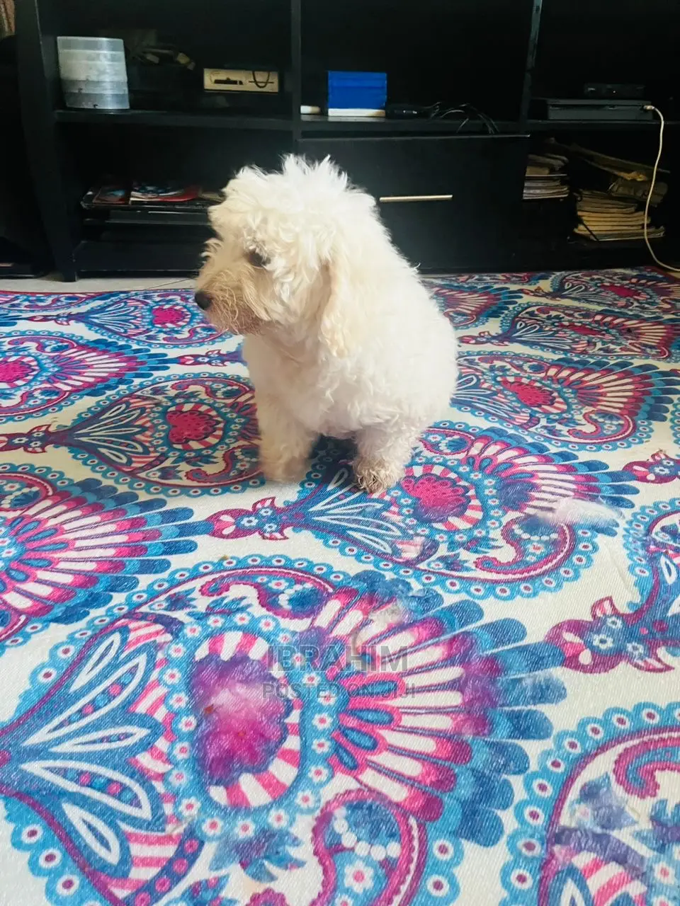 1-3 Months Male Purebred Maltese