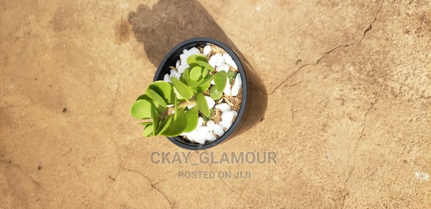 Indoor Potted Classy Plants.