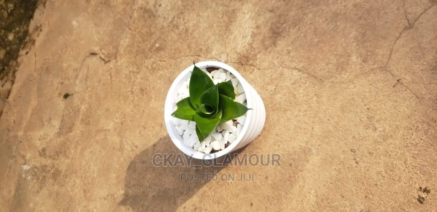 Indoor Potted Classy Plants.
