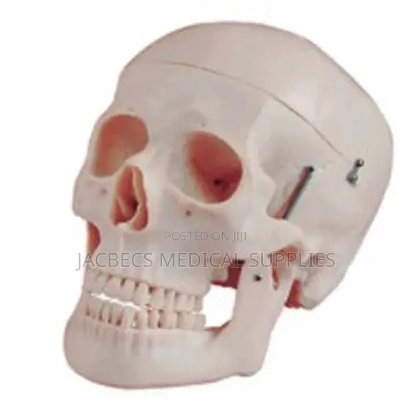 Skull Model