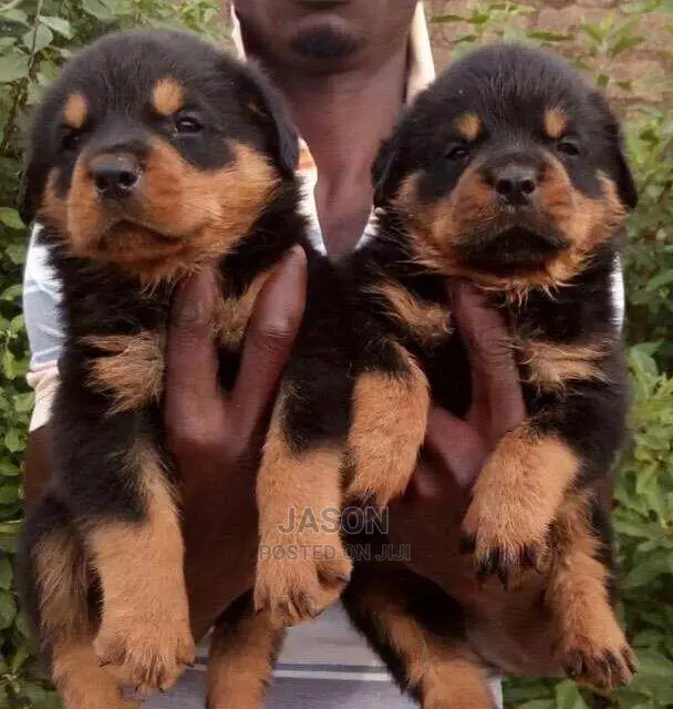 Rottweiler Puppies