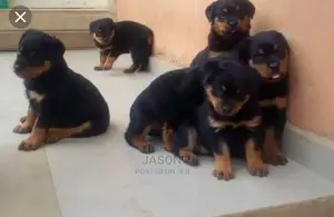 Rottweiler Puppies