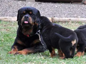 Rottweiler Puppies