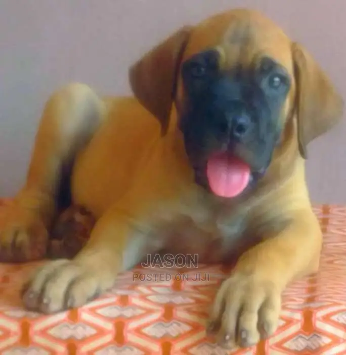 Boerboel Heathy Puppies
