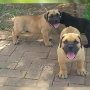Boerboel Heathy Puppies
