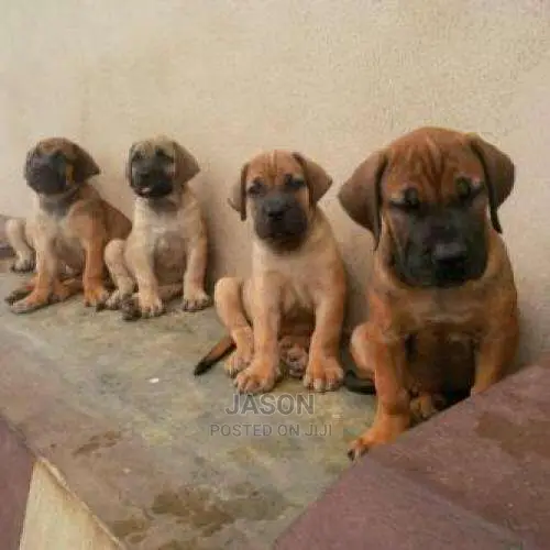 Boerboel Heathy Puppies