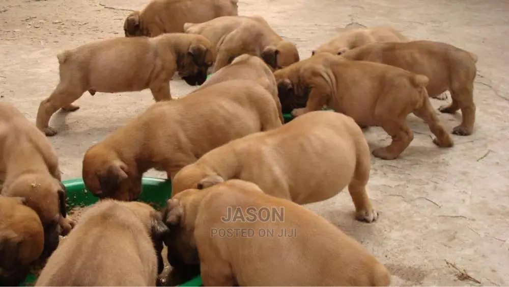 Boerboel Heathy Puppies