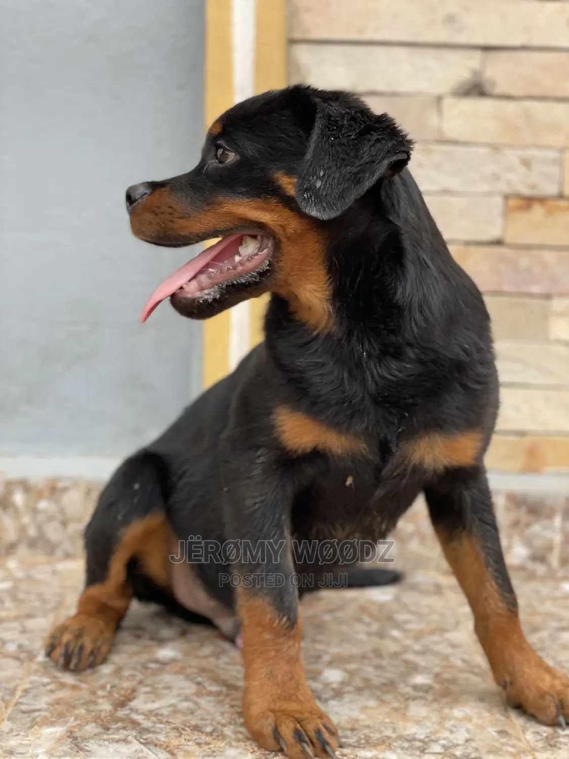 3-6 Months Male Purebred Rottweiler