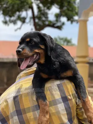 3-6 Months Male Purebred Rottweiler