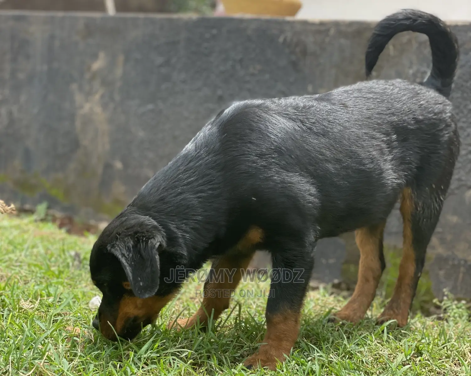 3-6 Months Male Purebred Rottweiler