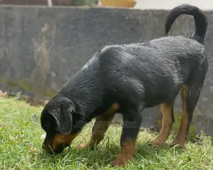 3-6 Months Male Purebred Rottweiler