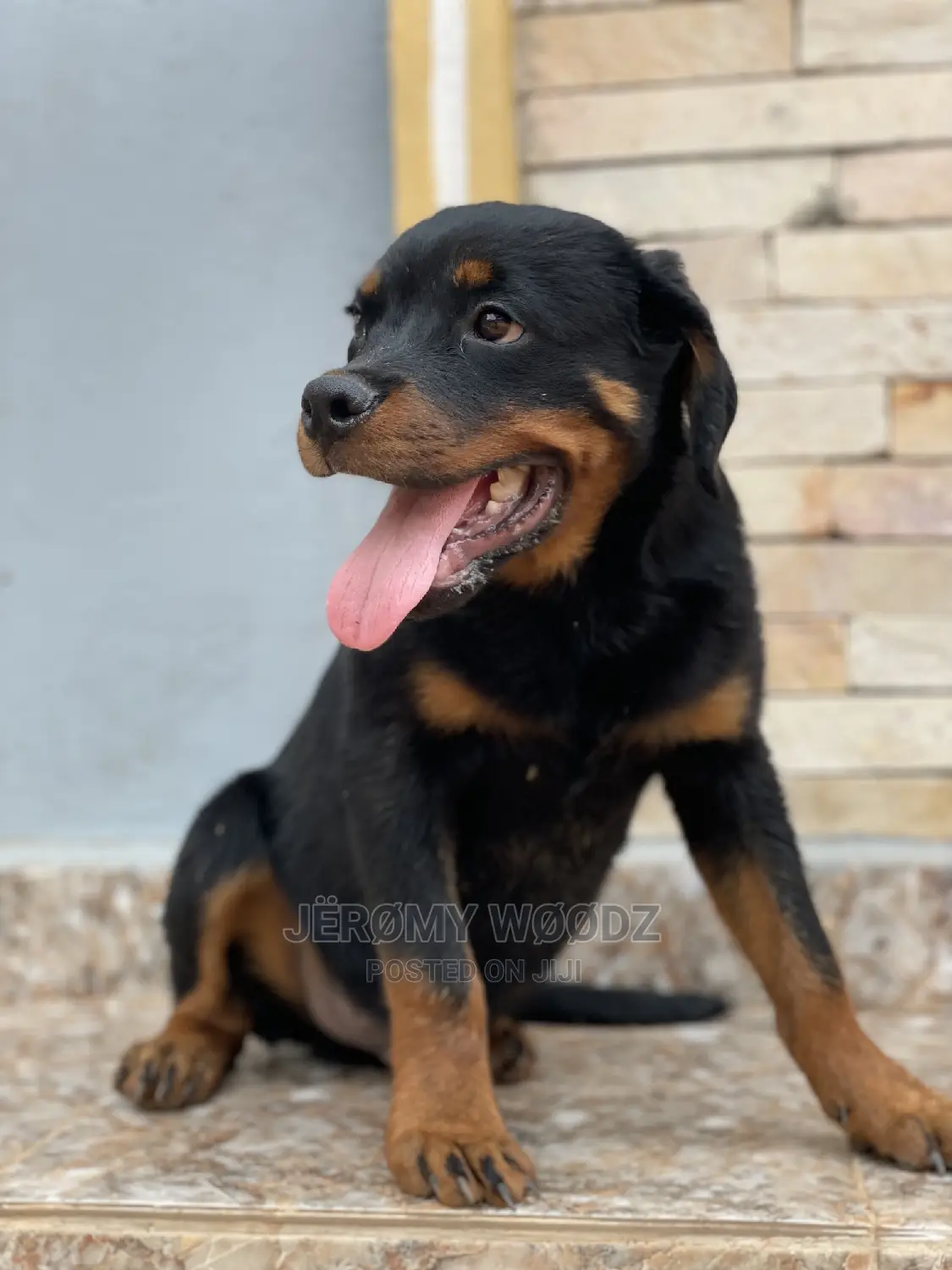 3-6 Months Male Purebred Rottweiler