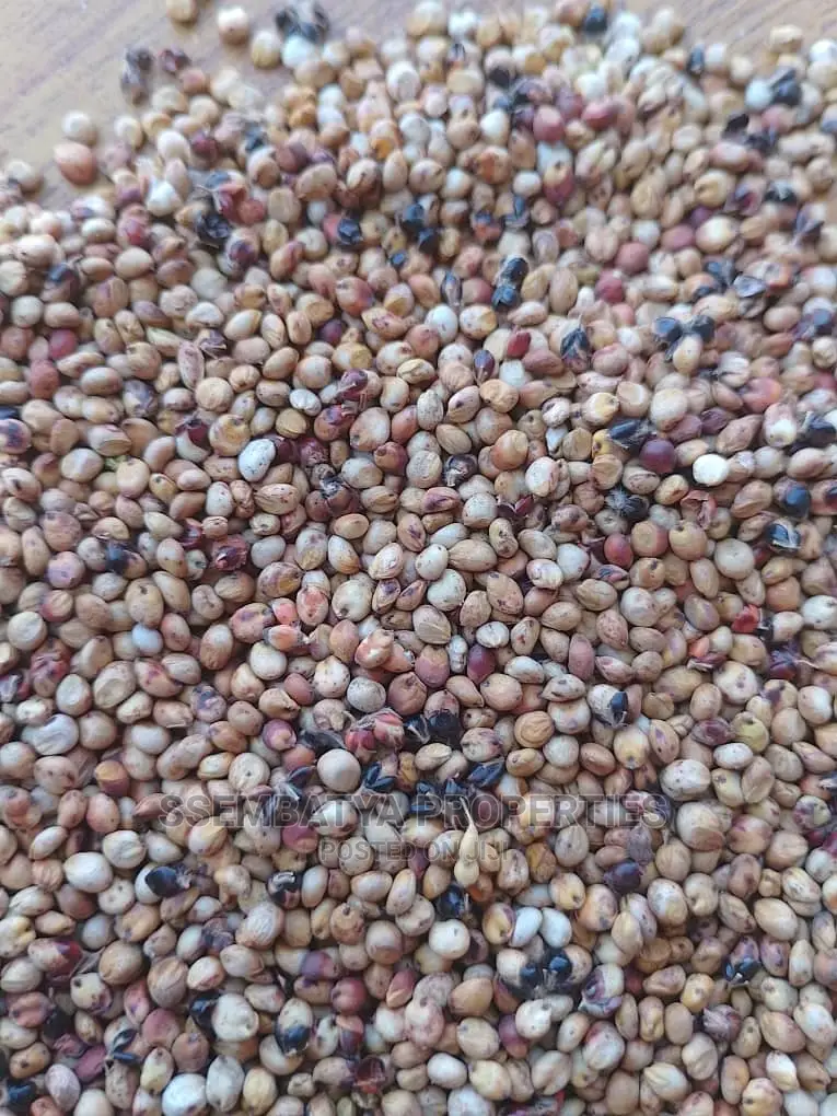 Beans And Maize