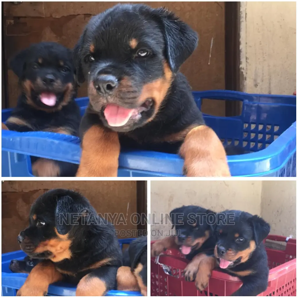 1-3 Months Female Purebred Rottweiler