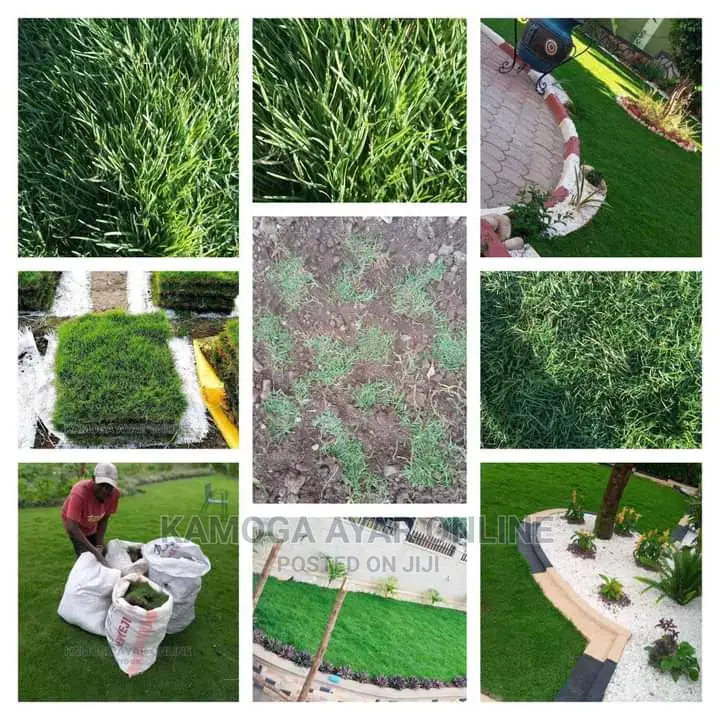Natural Hybrid Paspalum Grass Carpet/Natural Grass Carpet
