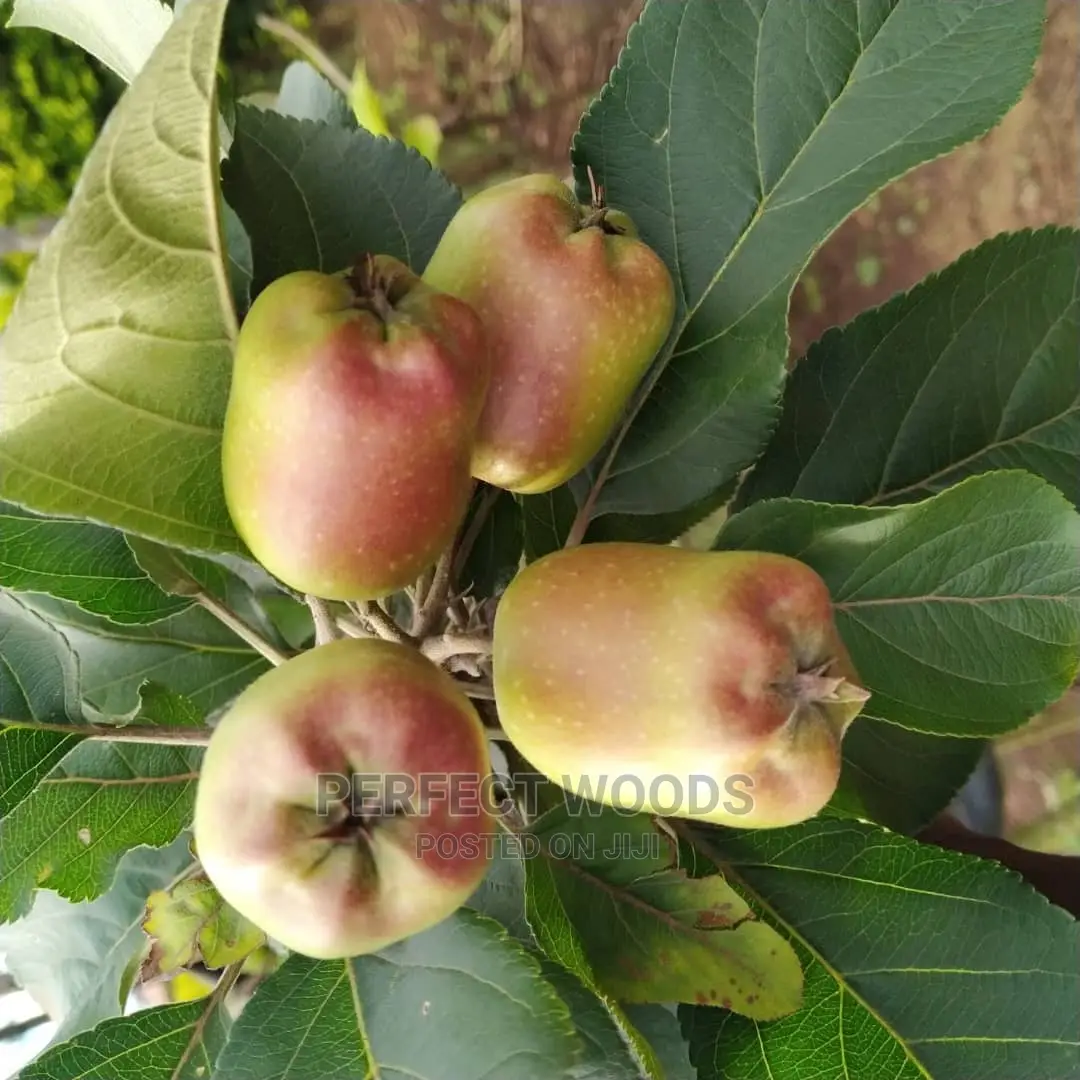 Fruit Gardening and Maintenance