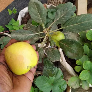 Fruit Gardening and Maintenance
