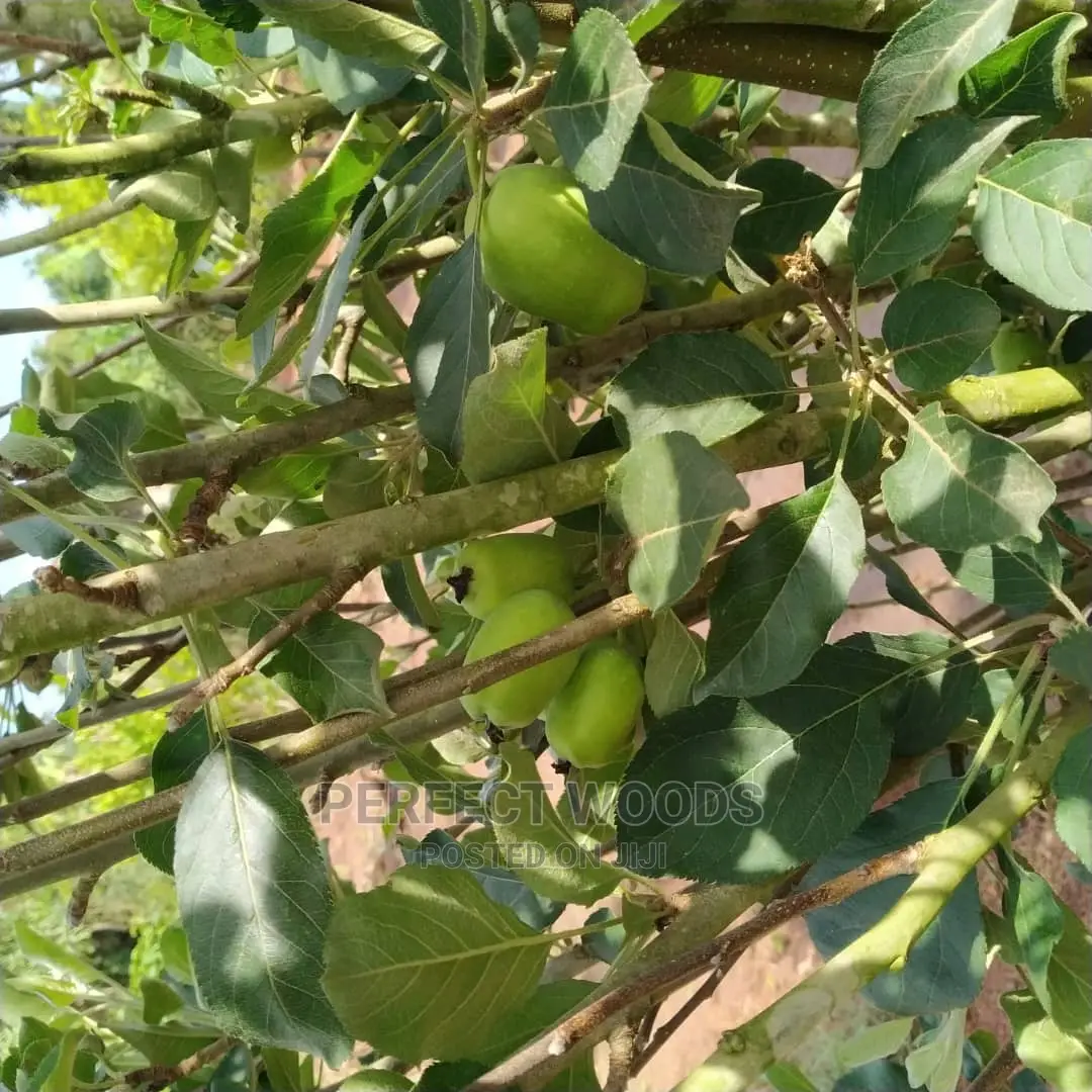 Fruit Gardening and Maintenance