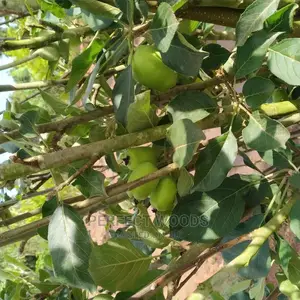 Fruit Gardening and Maintenance